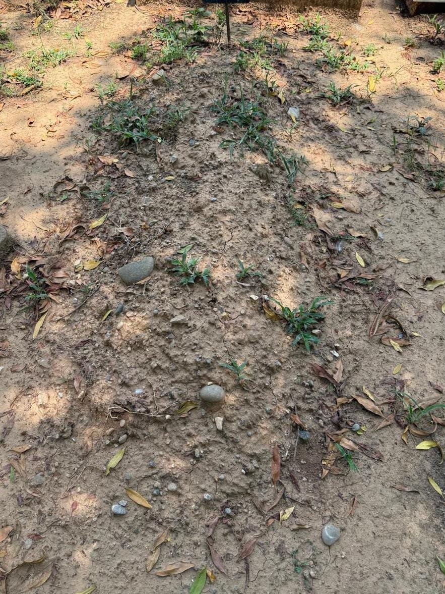 Grave cleaning before and after example